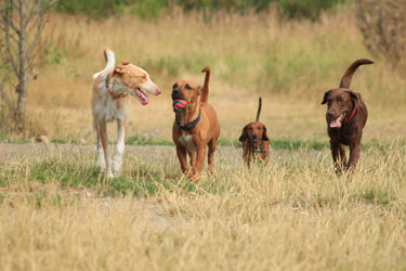 Hundebetreuung Friedrichshain 1
